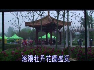 下一部影片 >: 河南省洛陽市牡丹花盛開景象