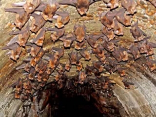 國姓鄉蝙蝠洞內幾千隻蝙蝠場面壯觀