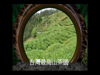 台灣最高山茶園